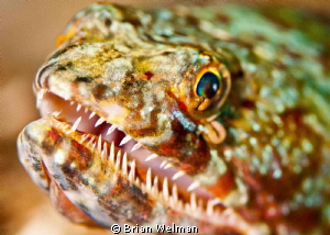 Lizard Fish Portrait by Brian Welman 